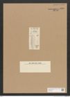 Diatomeae indet. Zeichnungen Sammlung Grunow Nr. 4480 (NHMW-BOT-W0372437)